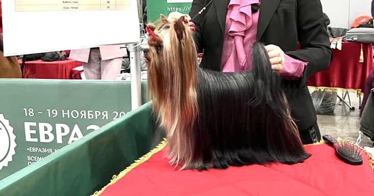  TOPFACE ULTIMATUM — Labaza DogPedigree YorkshireTerrier